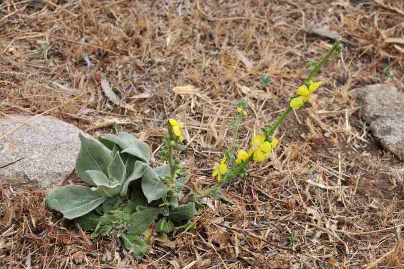 Verbascum pulverulentum